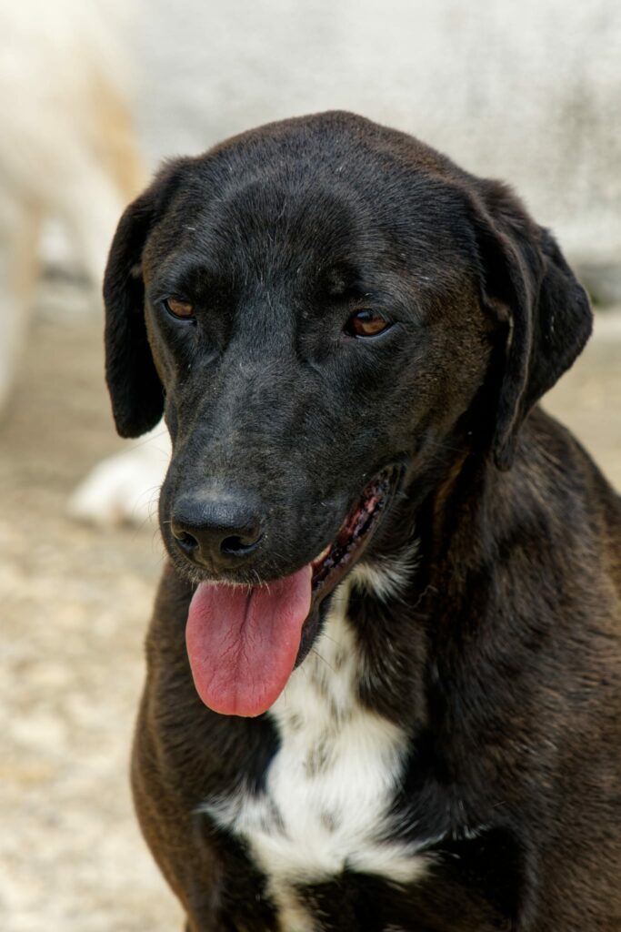 Hunde aus dem Ausland retten