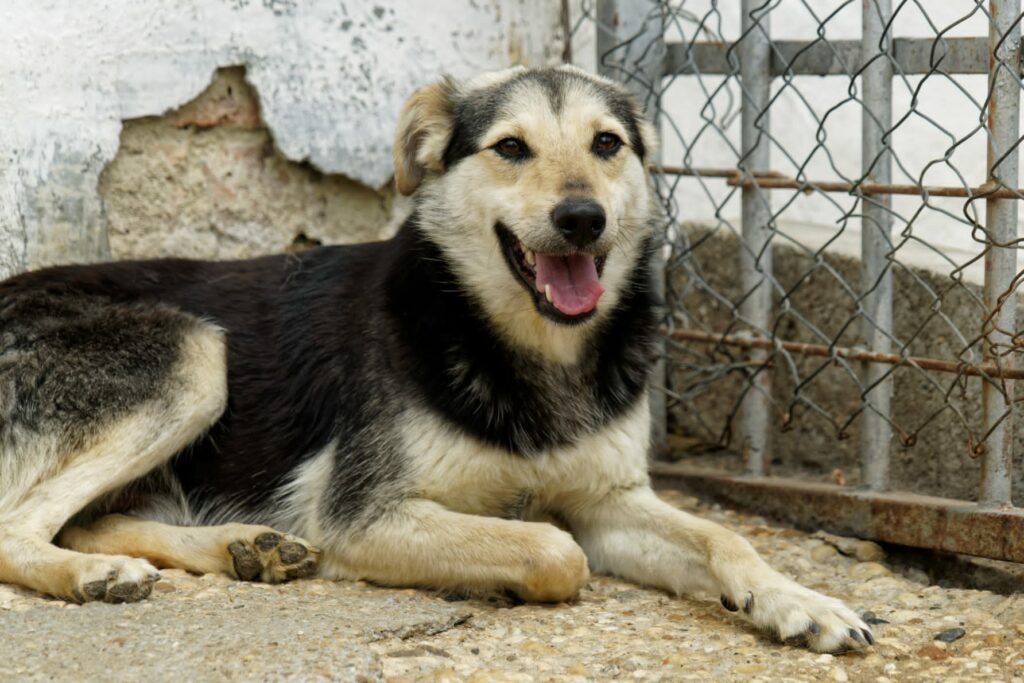 Hunde aus dem Tierschutz