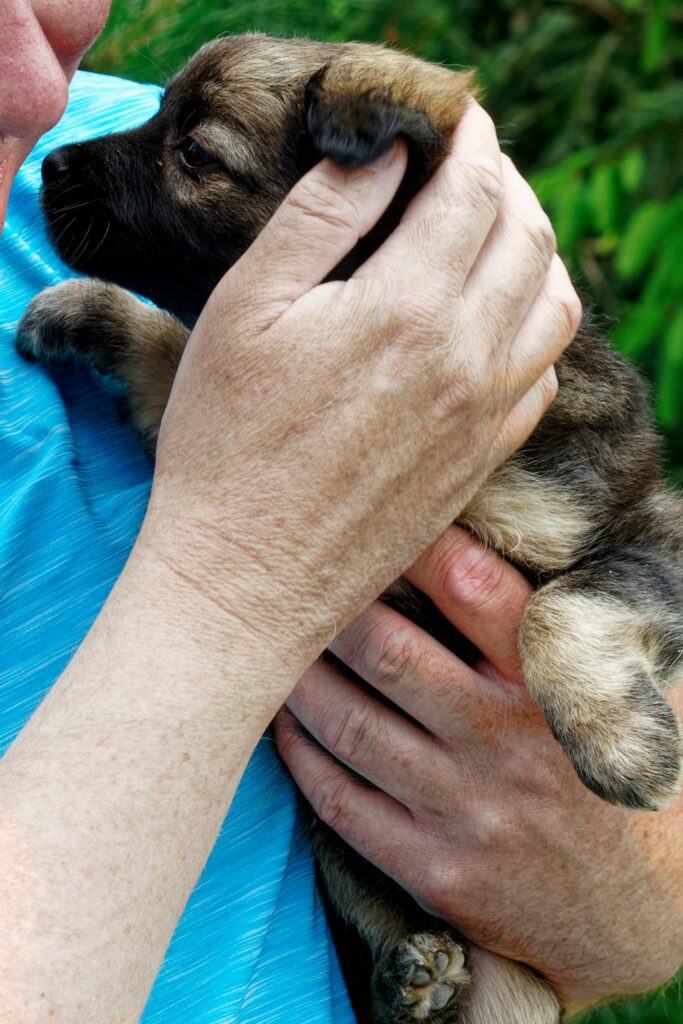 Hunde zur Vermittlung