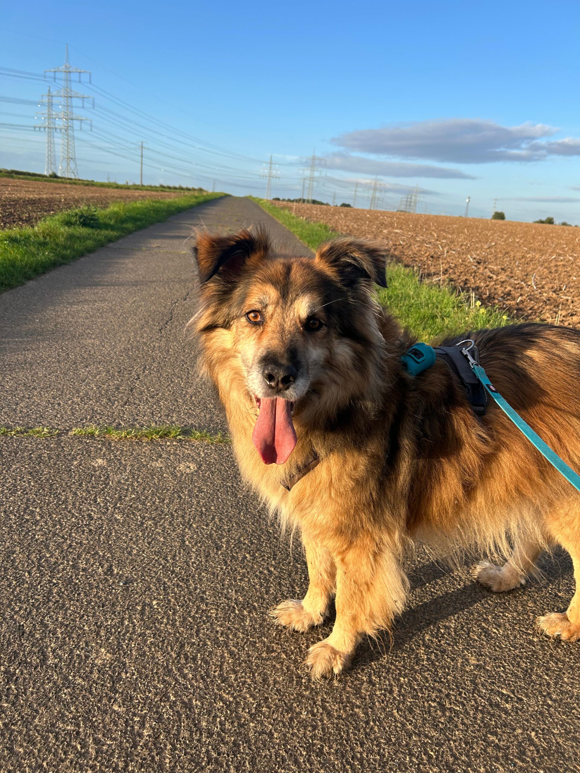 Rüde John-Boy adoptieren