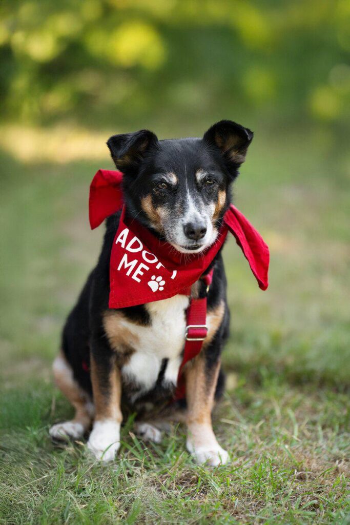 Pearl, Senioren-Hündin zu adoptieren; zu sehen ist Pearl beim Bark Date