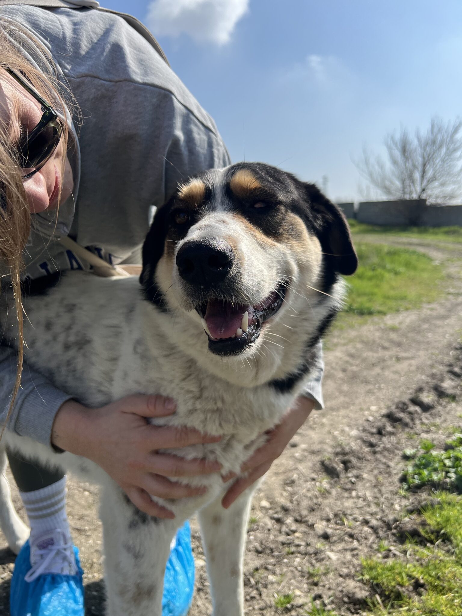 hunde aus dem tierschutz deutschland