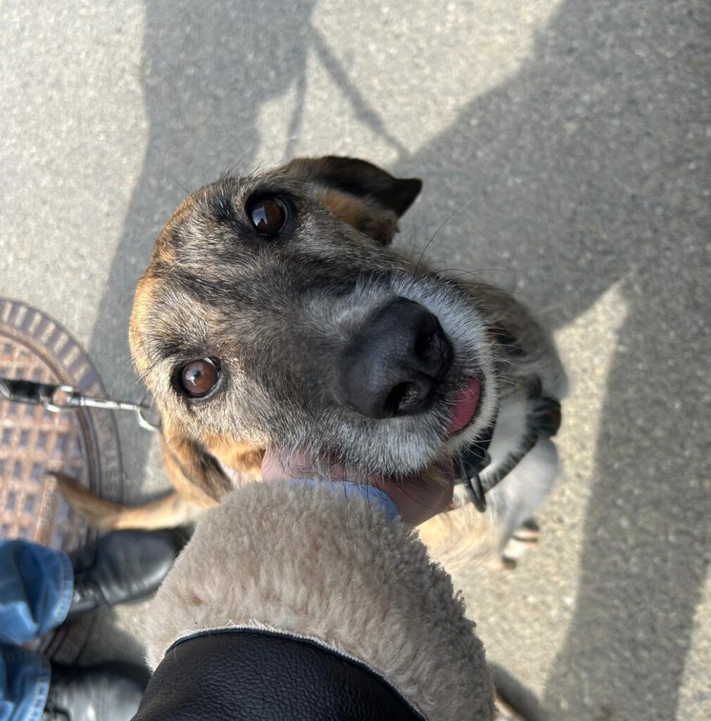 Hündin Zola adoptieren