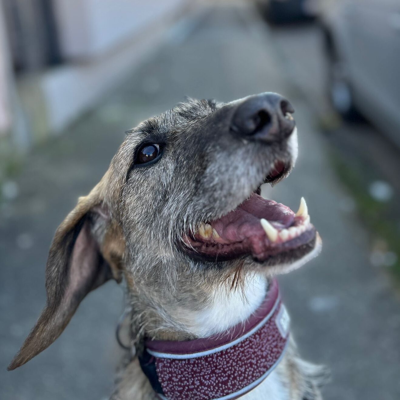 Hündin Zola adoptieren