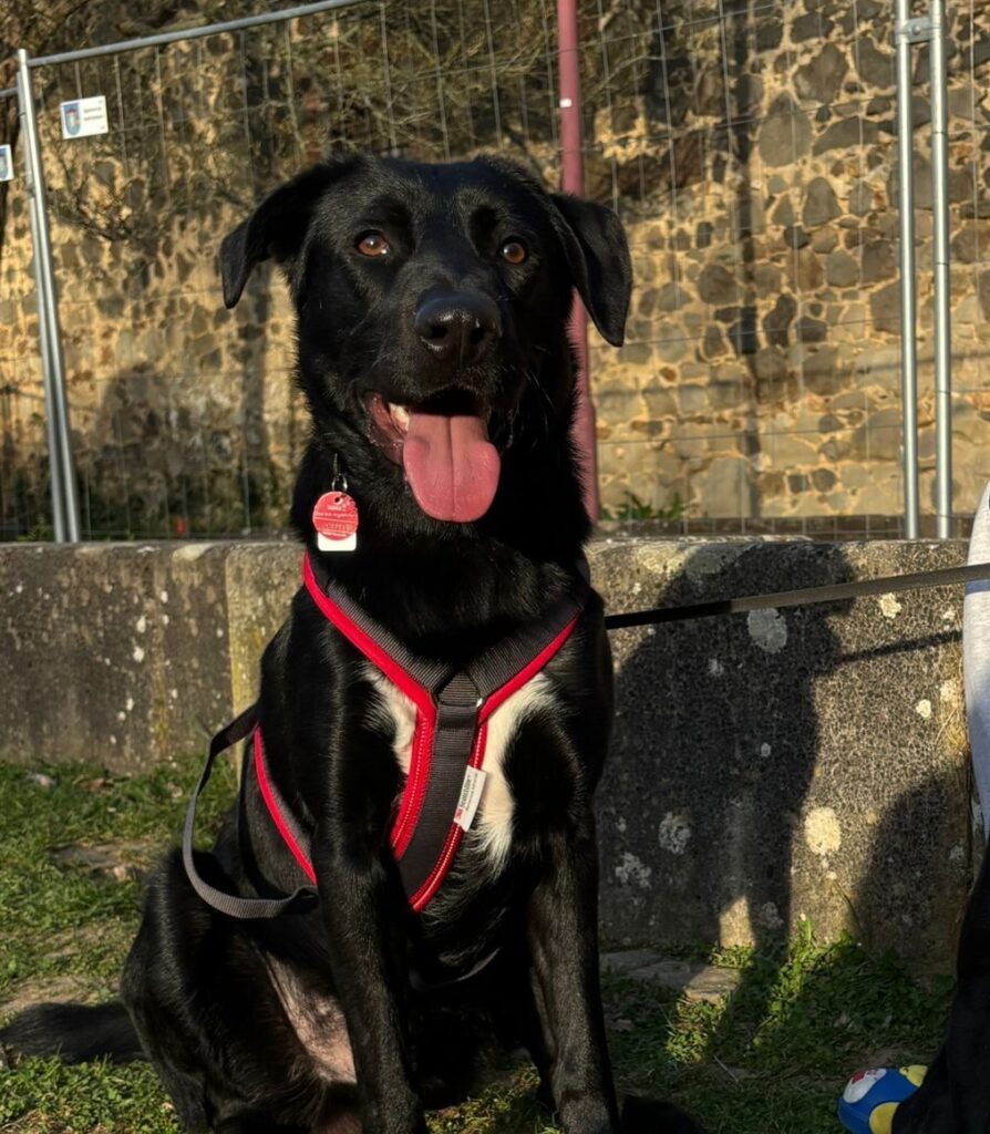 Rüde Fio adoptieren