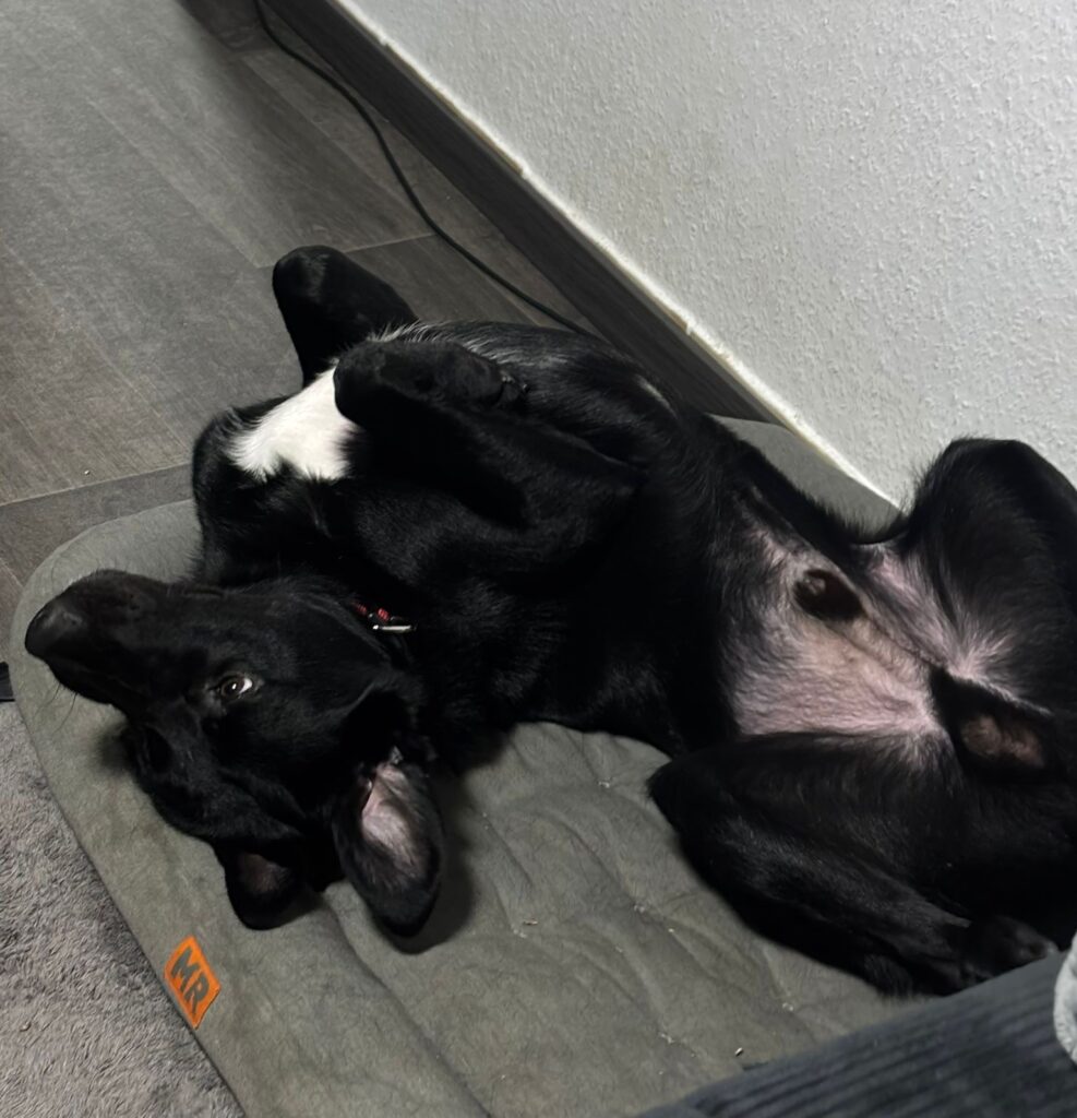 Rüde Fio adoptieren