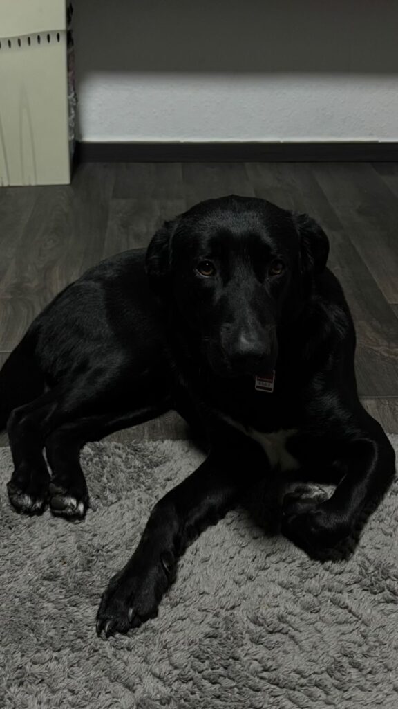 Rüde Fio adoptieren