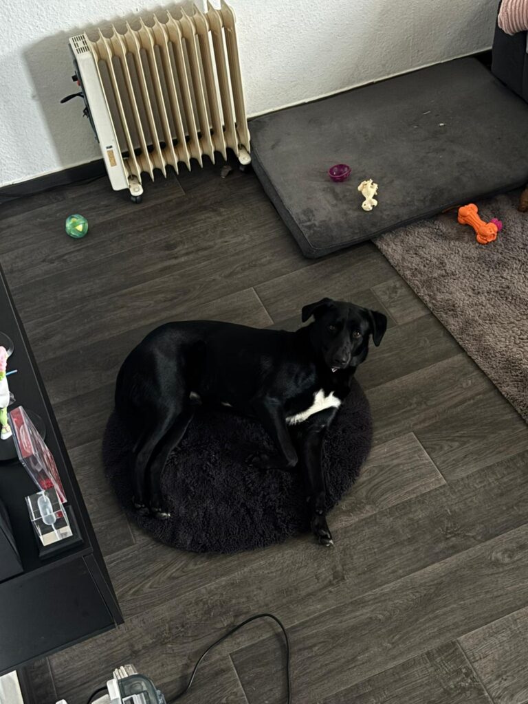 Rüde Fio adoptieren