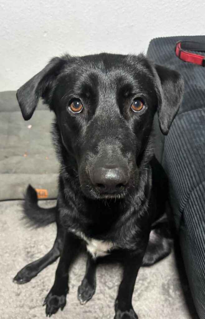 Rüde Fio adoptieren