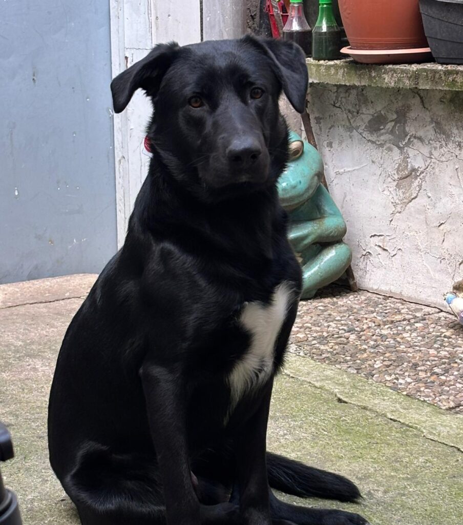 Rüde Fio adoptieren