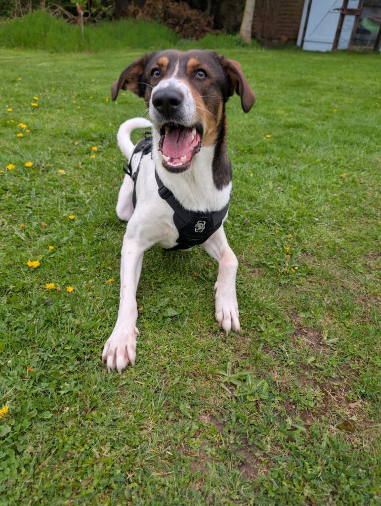 Ruffy jetzt adoptieren