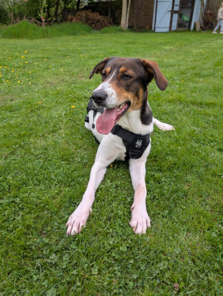 schenke Ruffy ein Zuhause