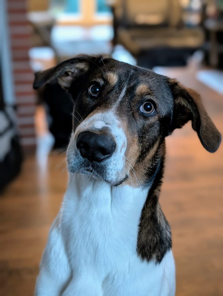 Schenke Ruffy ein Zuhause