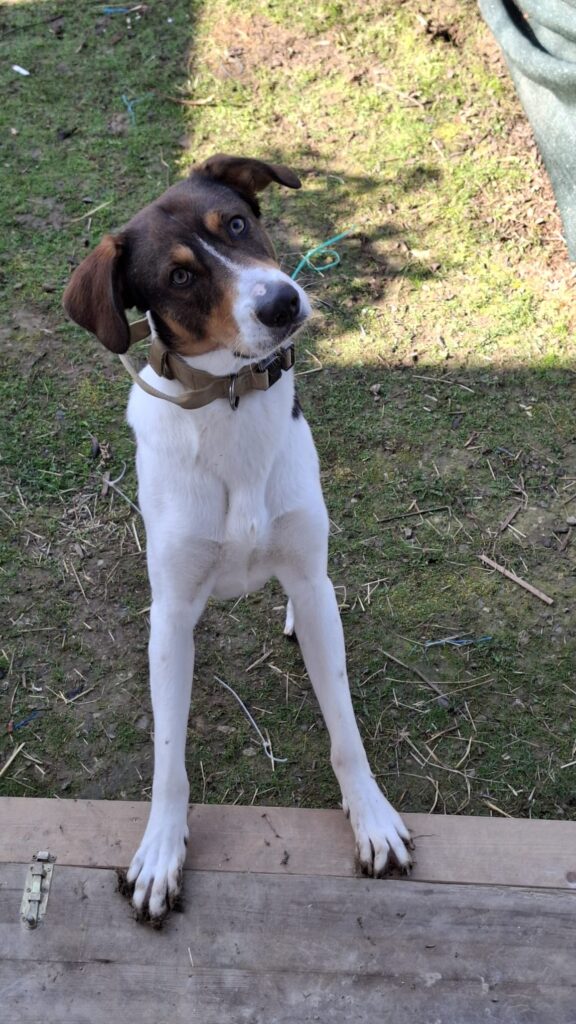 adoptiere Rüde Ruffy