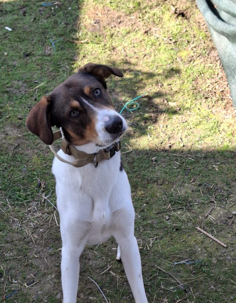 adoptiere Rüde Ruffy