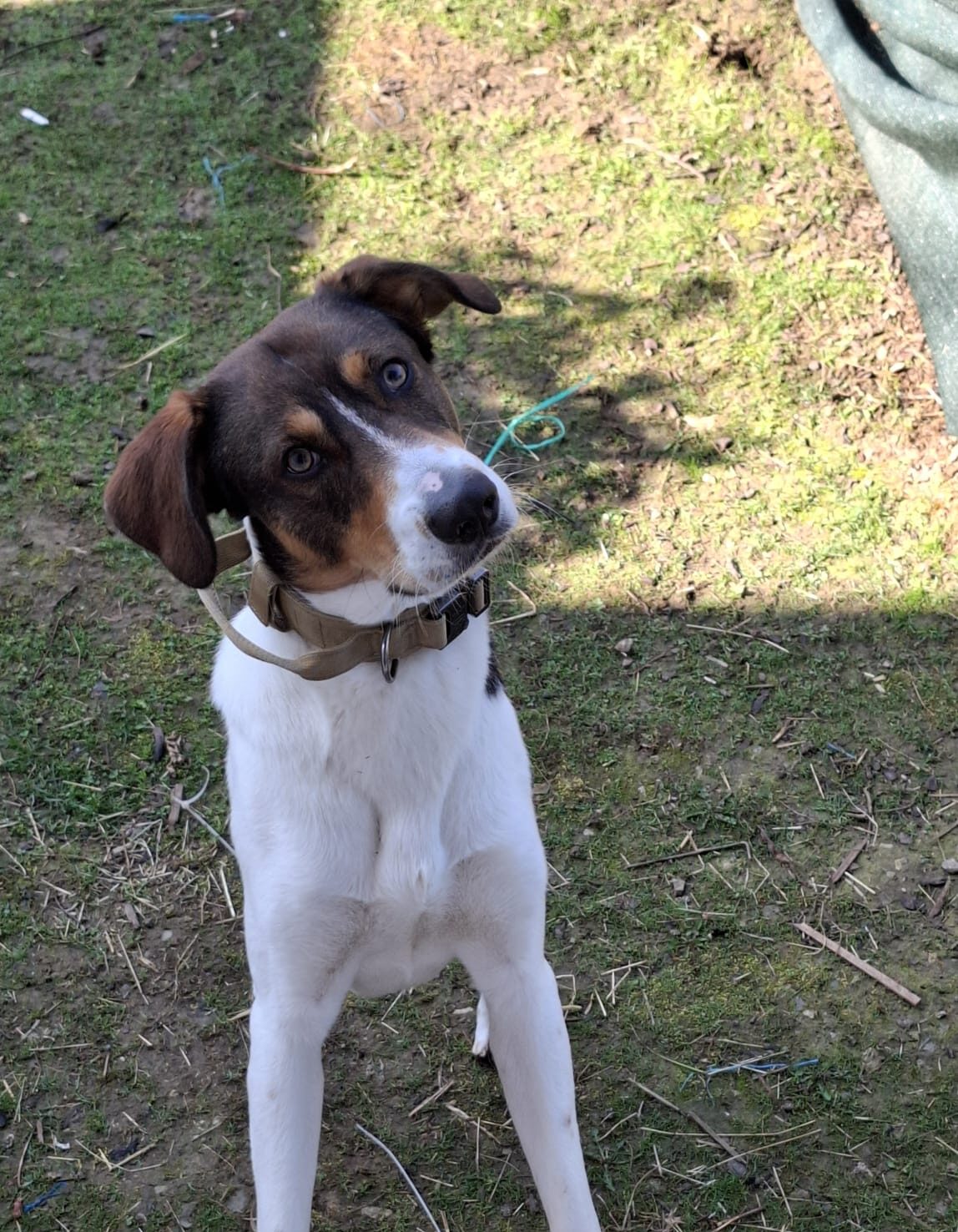 adoptiere Rüde Ruffy