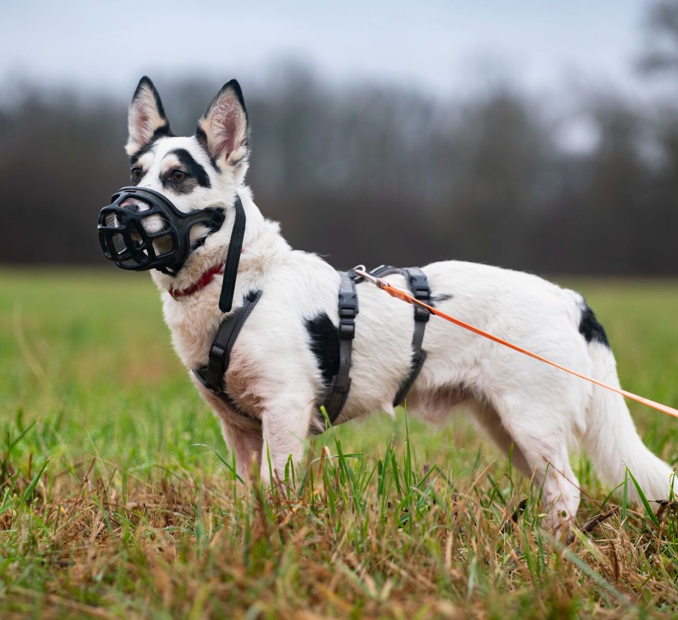 Rüde Pepe adoptieren