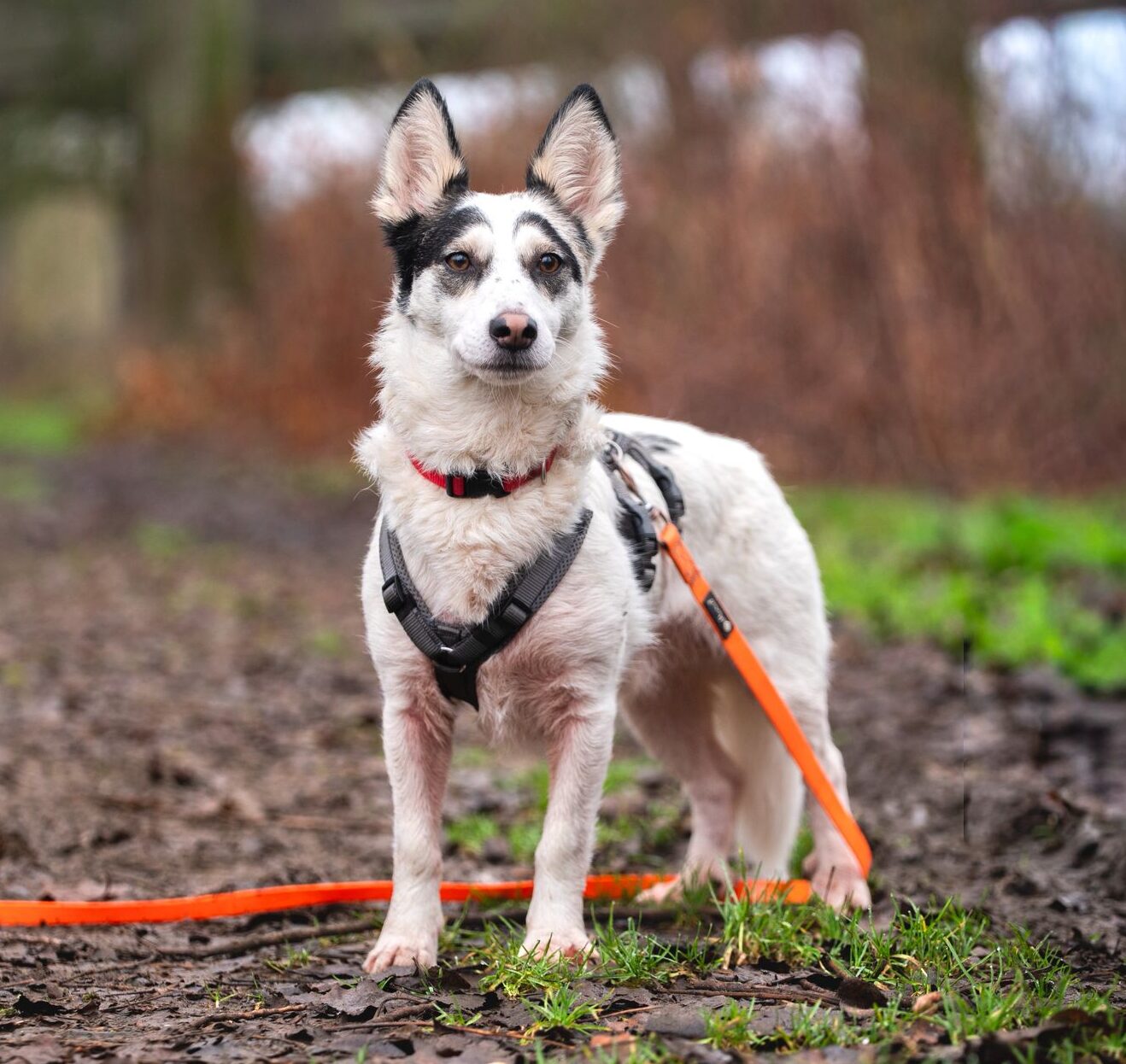 Rüde Pepe adoptieren