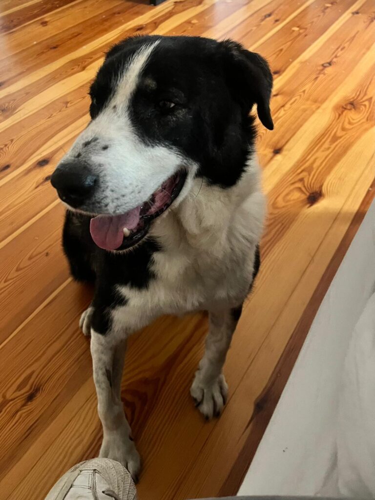 Adoptiere Rüde Michael