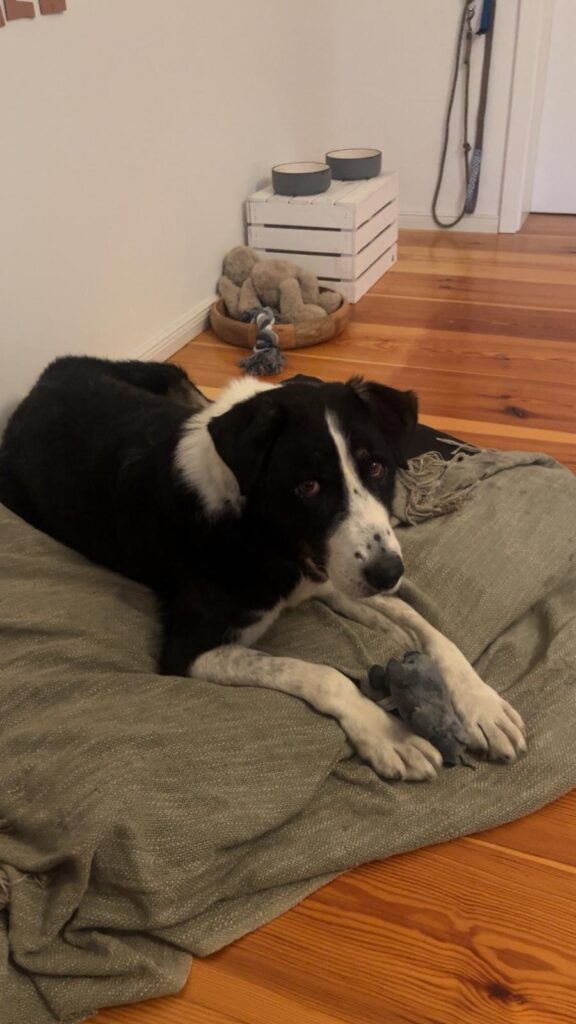 Rüde Michael adoptieren