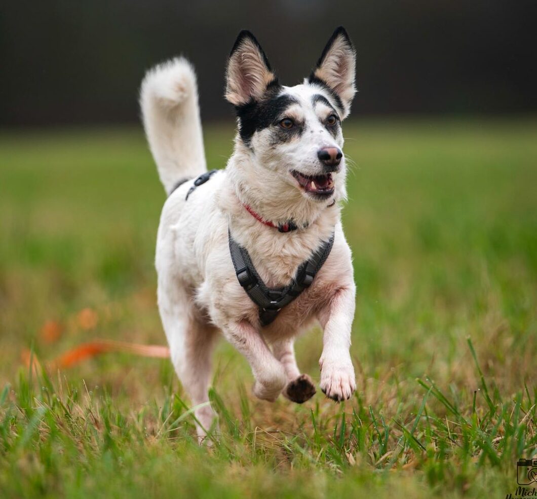 Rüde Pepe adoptieren