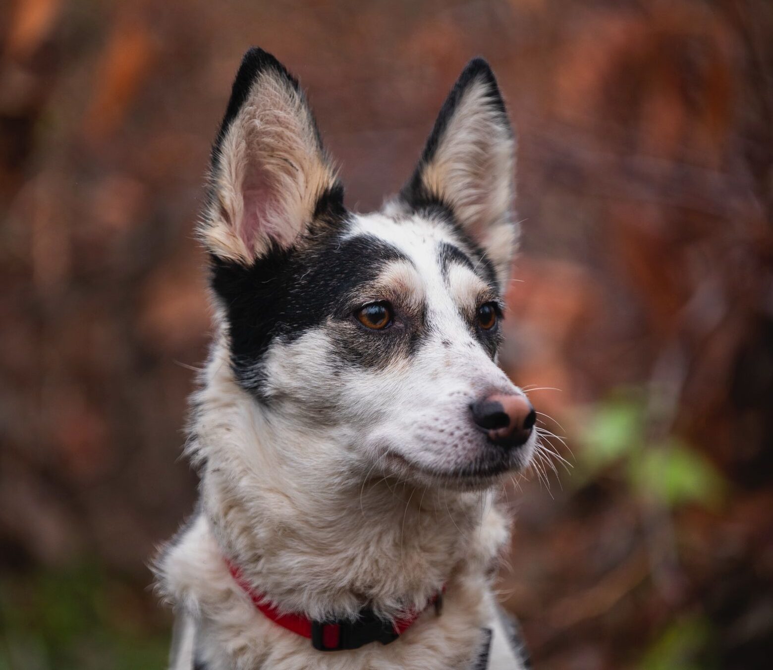 Rüde Pepe adoptieren