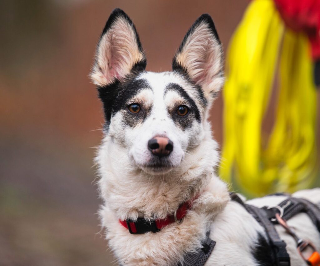 Rüde Pepe adoptieren