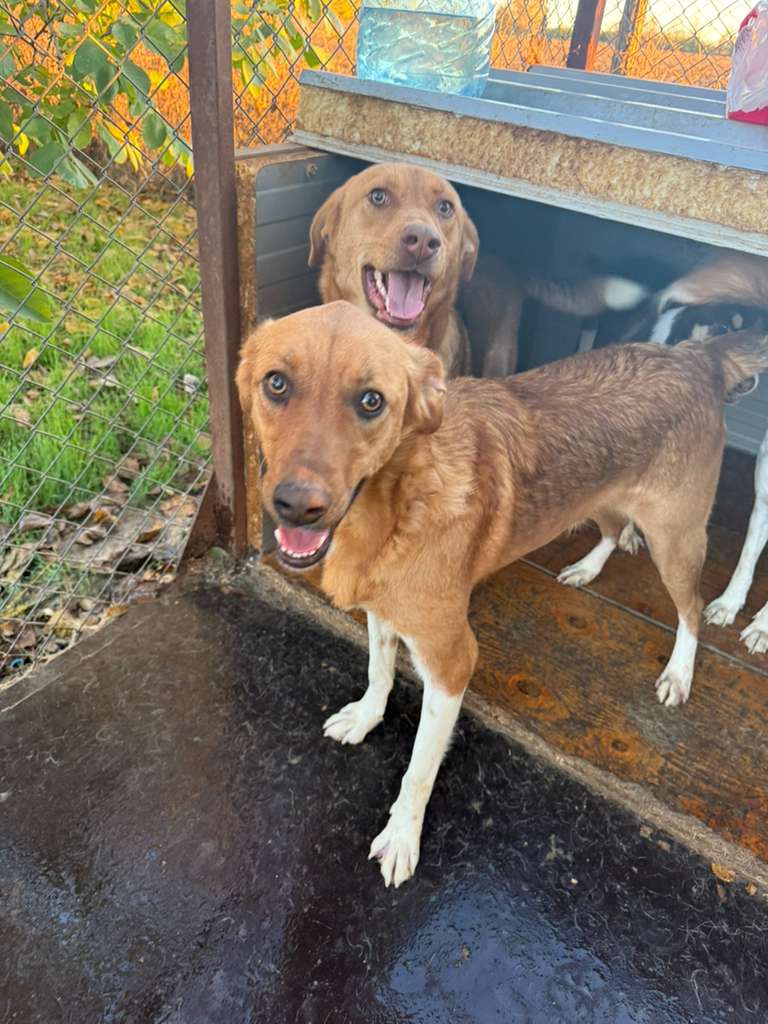 Adoptiere Rüde Paccheri