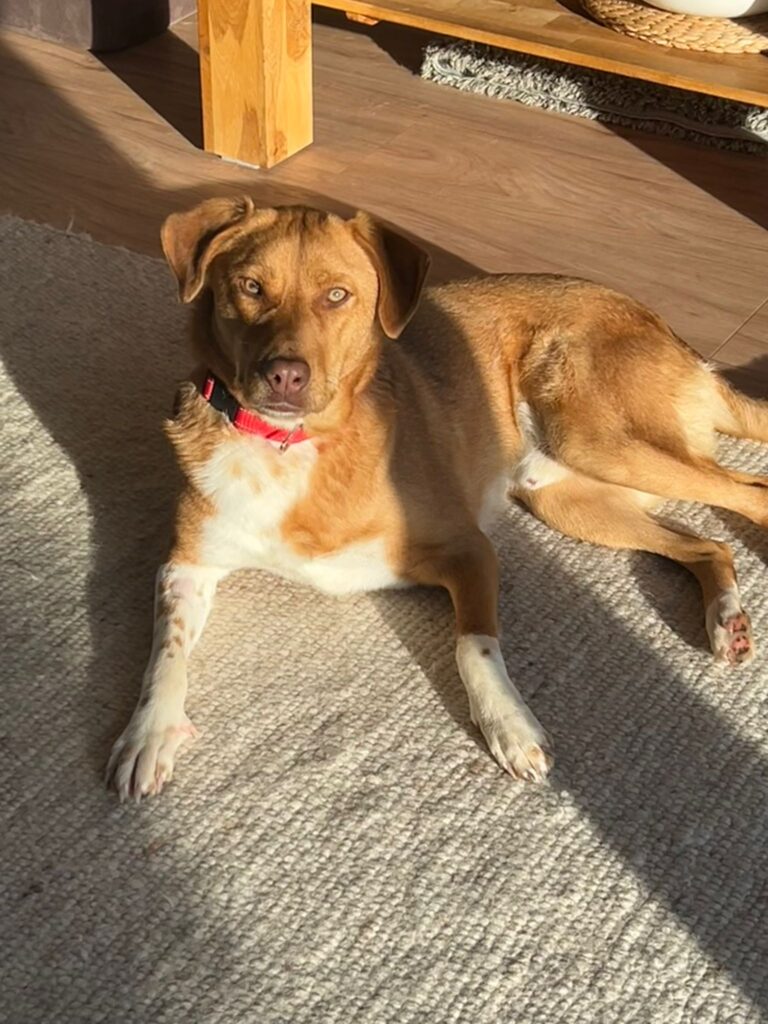 Udon Rüde adoptieren