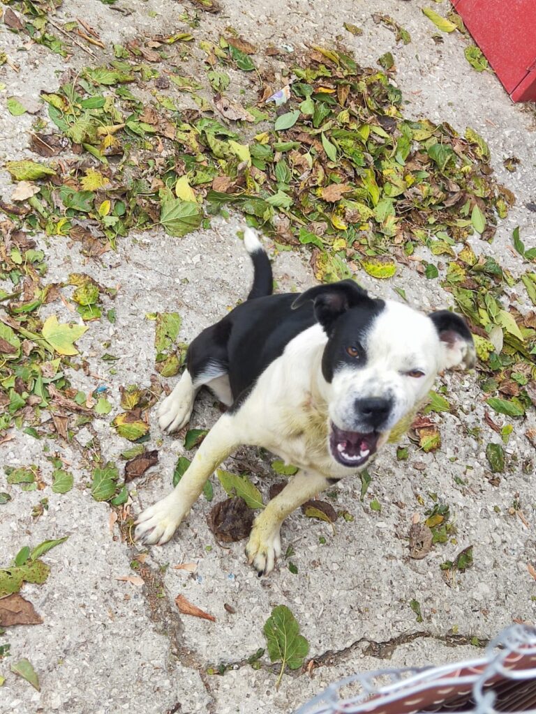 Hündin Mia adoptieren