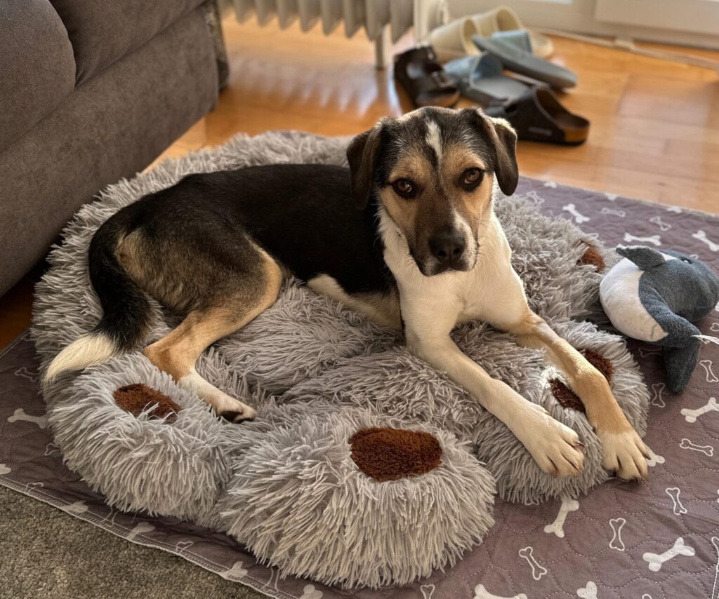 Rüde Travis adoptieren