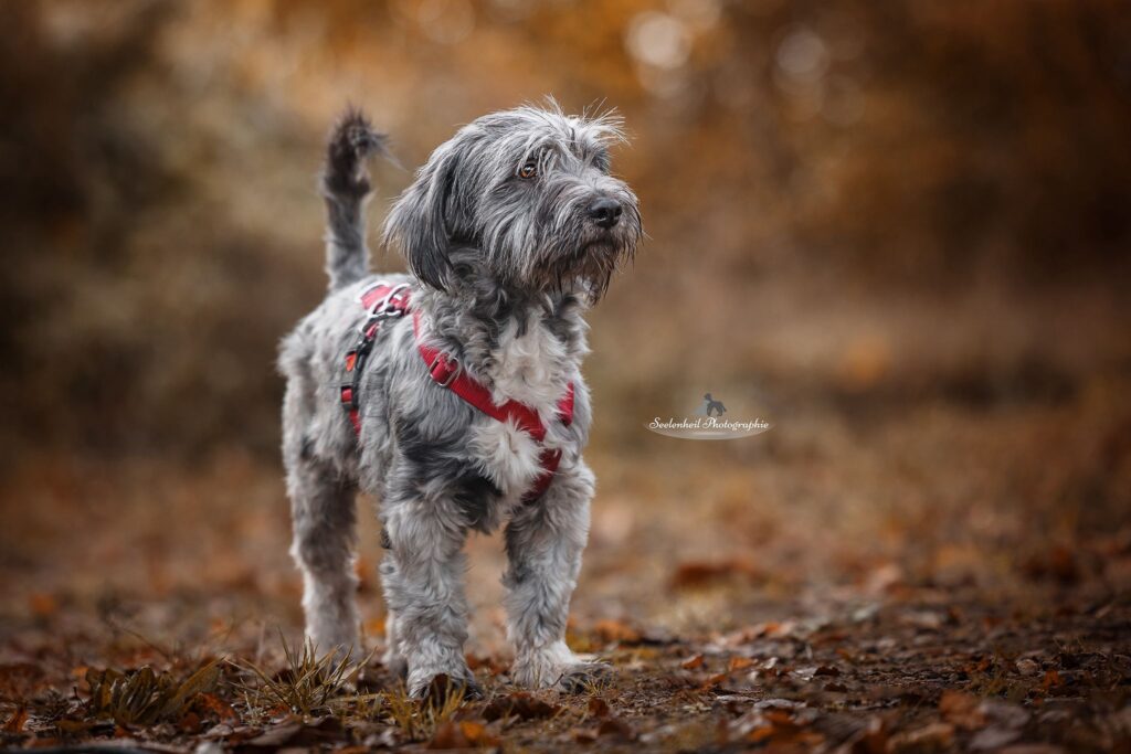 Adoptiere Rüde Mango