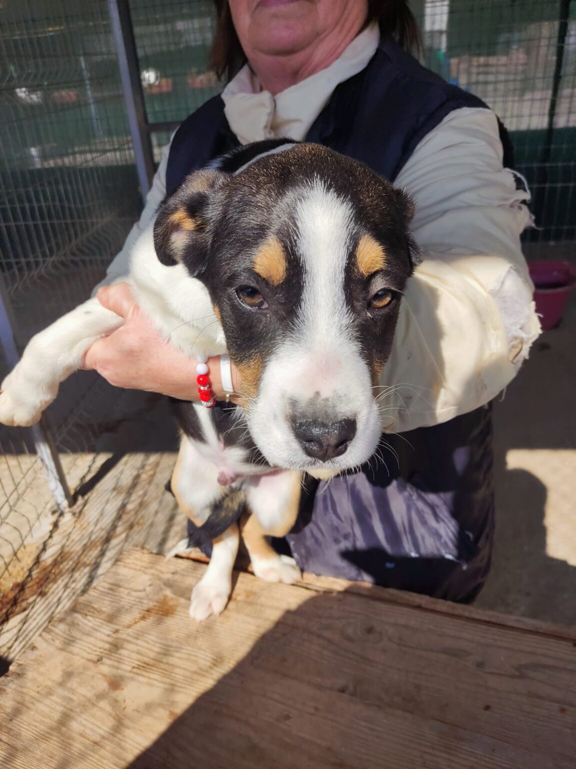 Handgezeichnetes Abzeichen Adoptieren Sie Ein Haustier Vektor Handgezeichnetes Umrissbild Auf Weissem Hintergrund 644677 1738