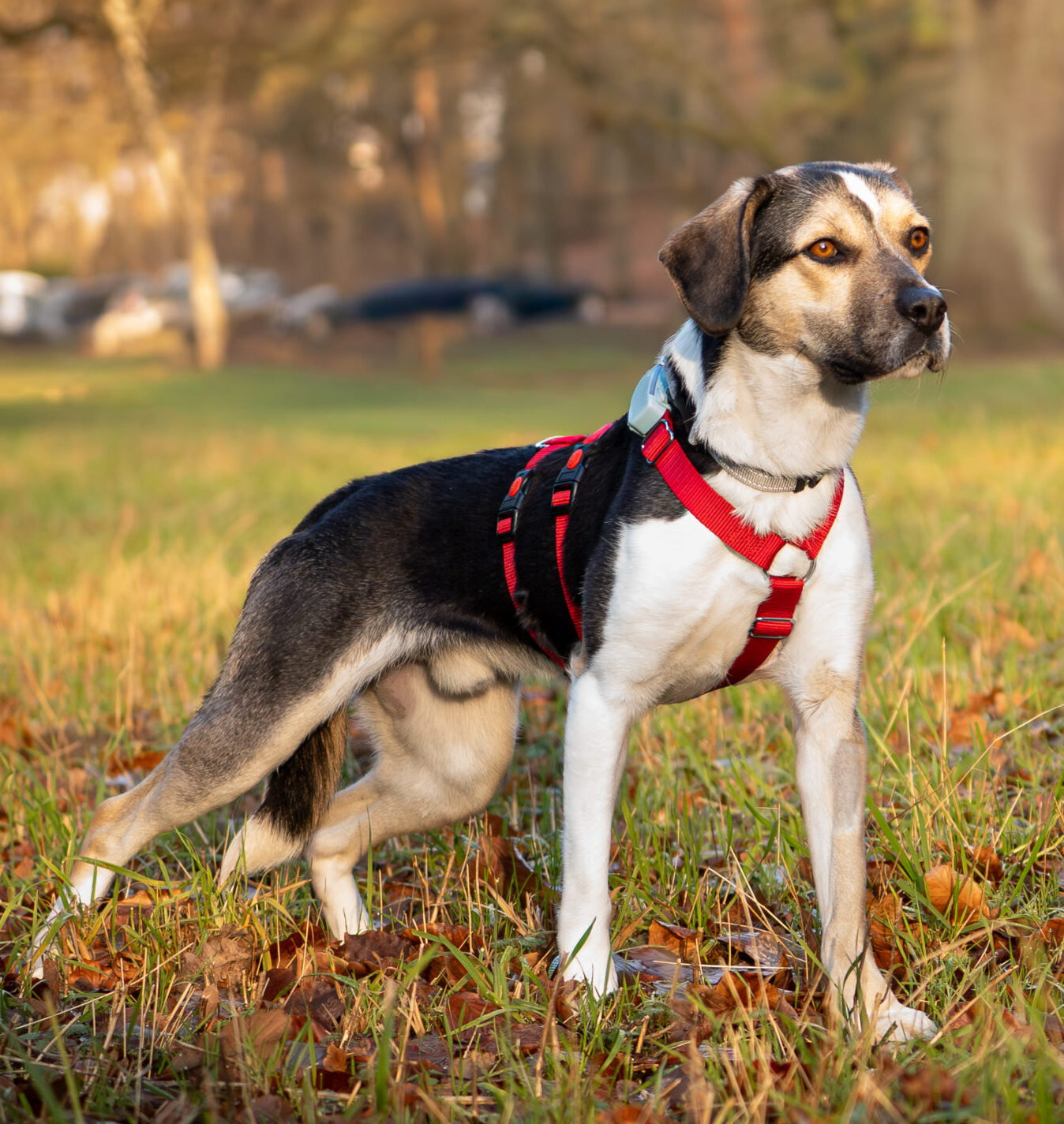 Rüde Travis adoptieren