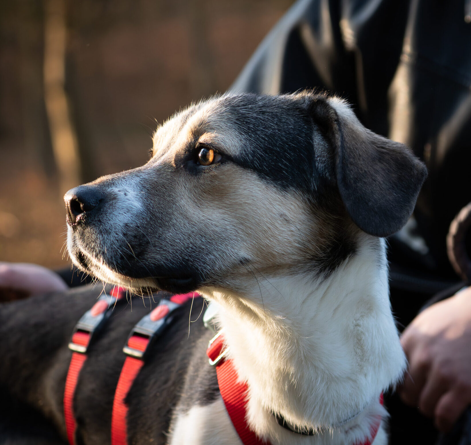 Rüde Travis adoptieren