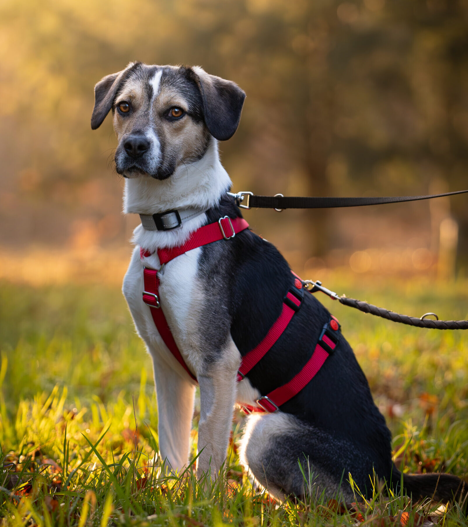 Rüde Travis adoptieren