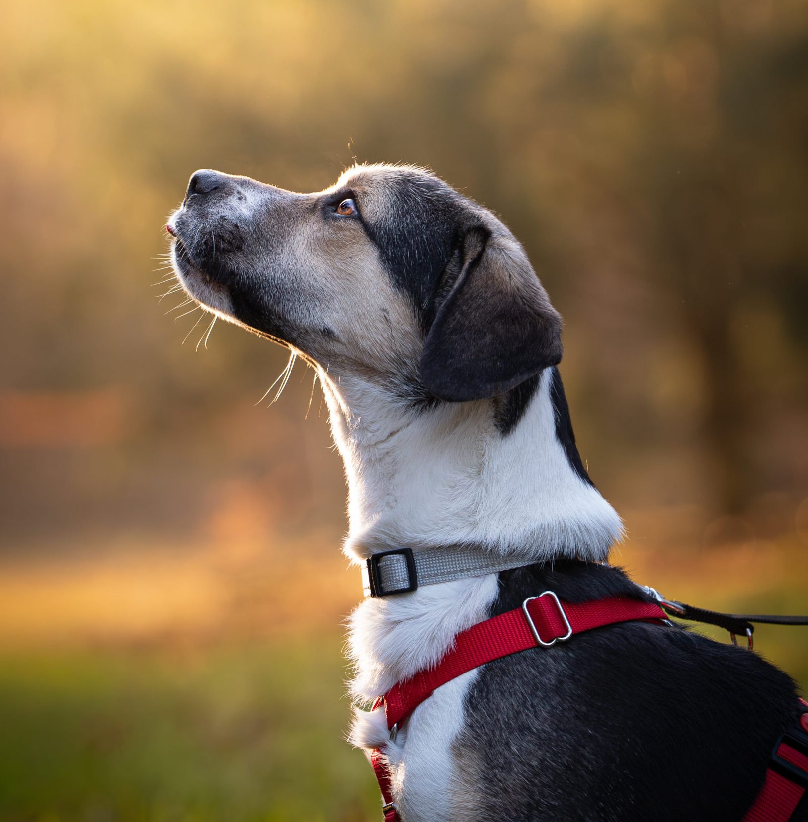 Rüde Travis adoptieren