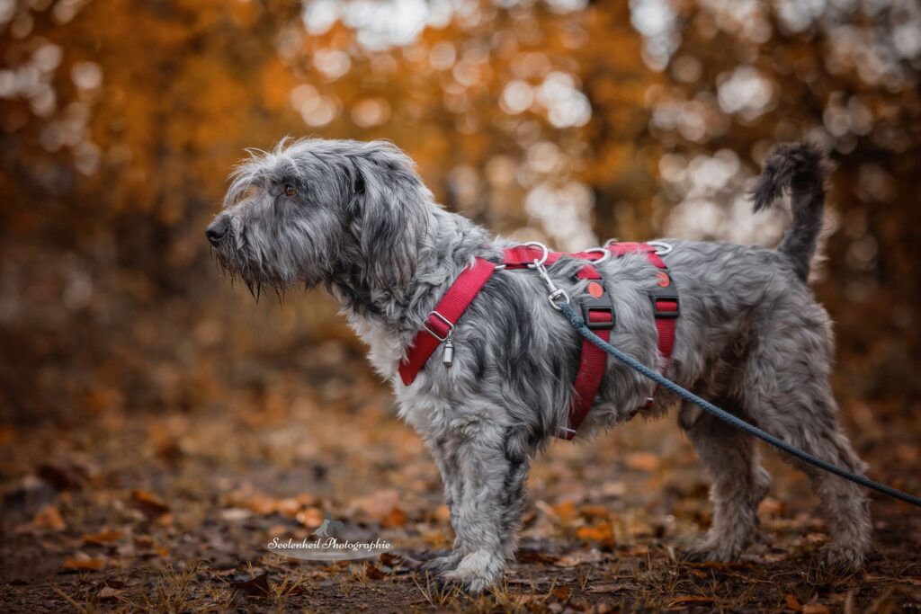 Rüde Mango-adoptieren