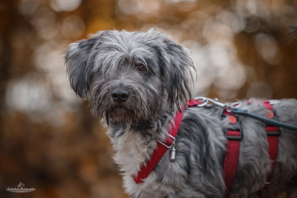 Schenke Mango ein Zuhause