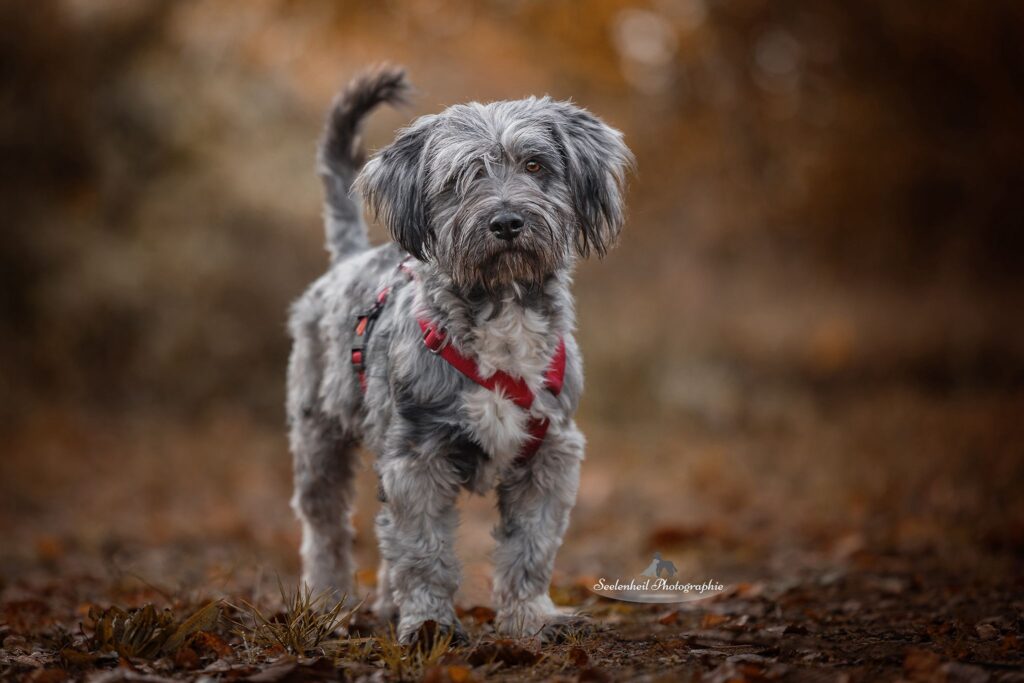 Schenke Rüde Mango ein Zuhause