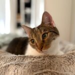 Katze Eumeline adoptieren