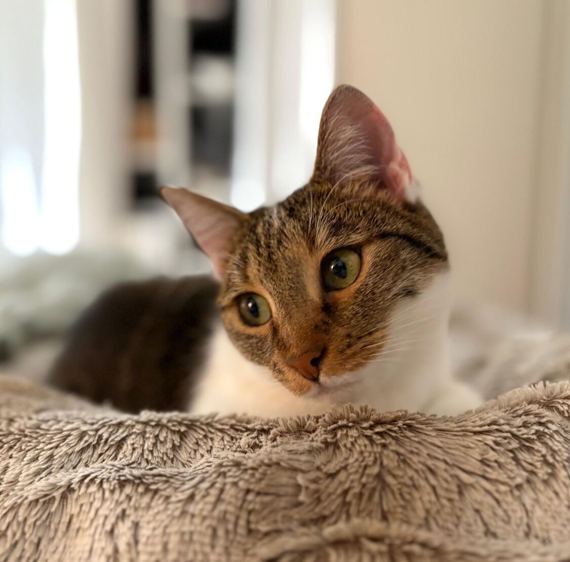 Katze Eumeline adoptieren