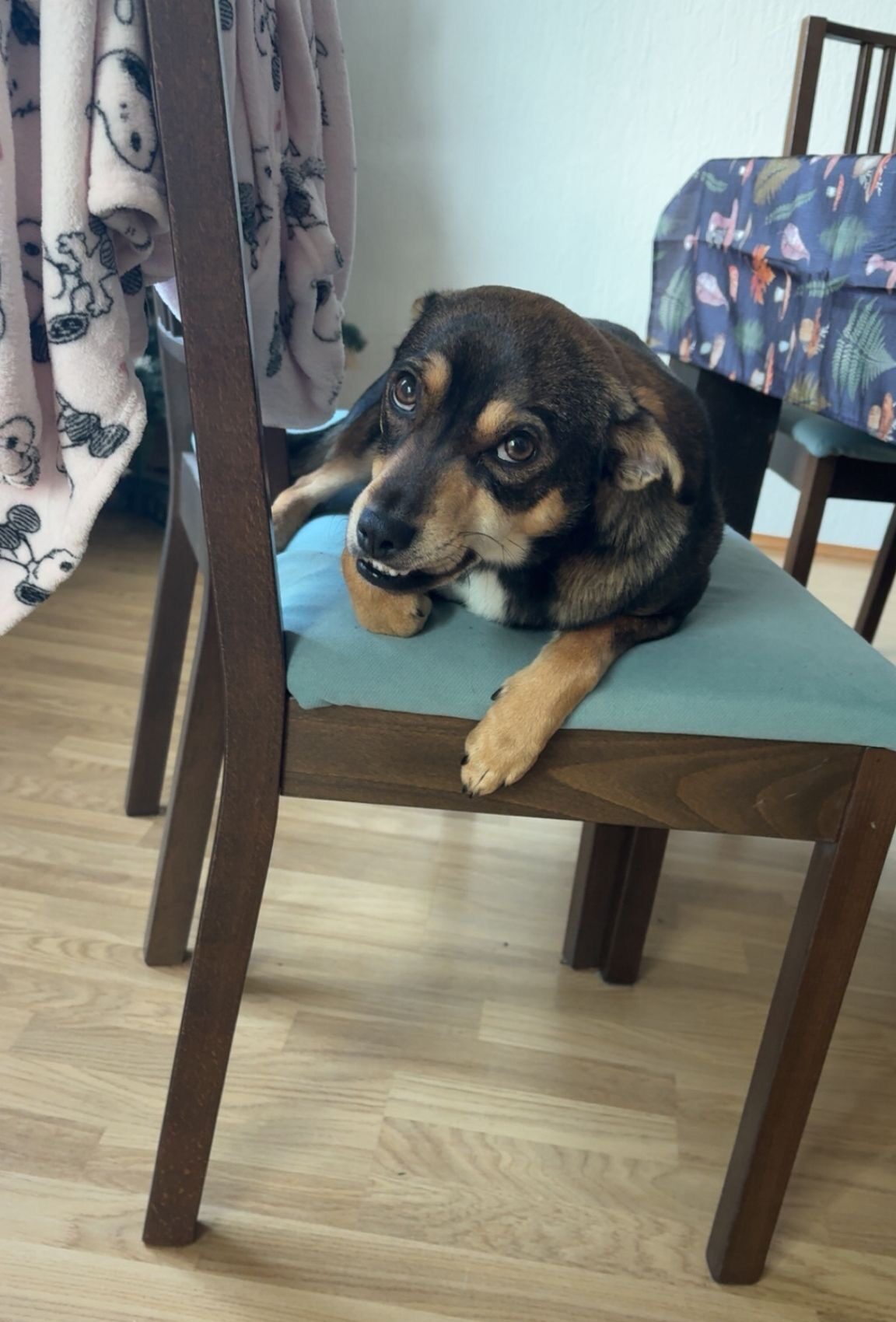 Rüde Marvel adoptieren