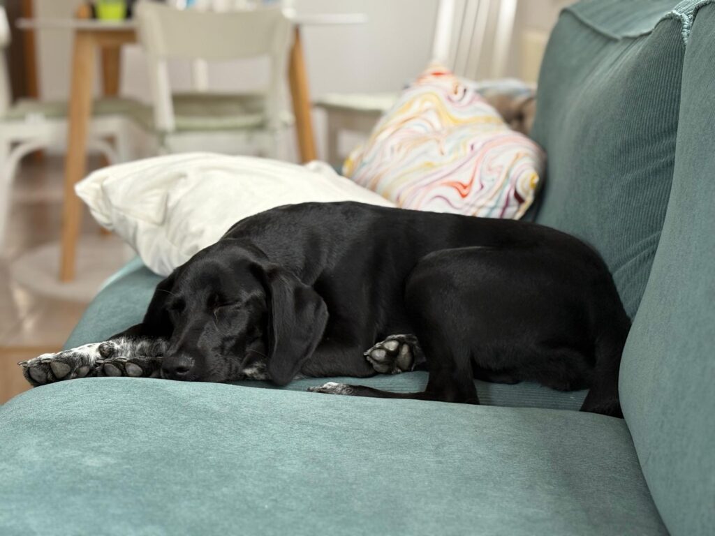 Adoptiere Junghund Taylor