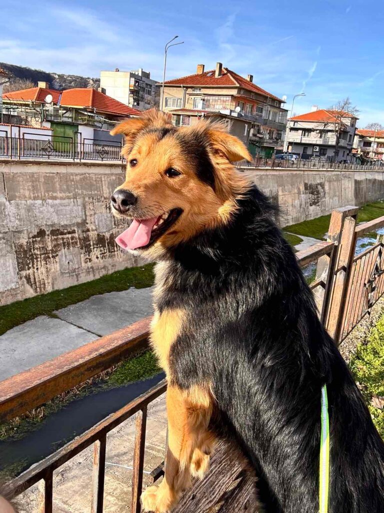 Rüde Buzz adoptieren