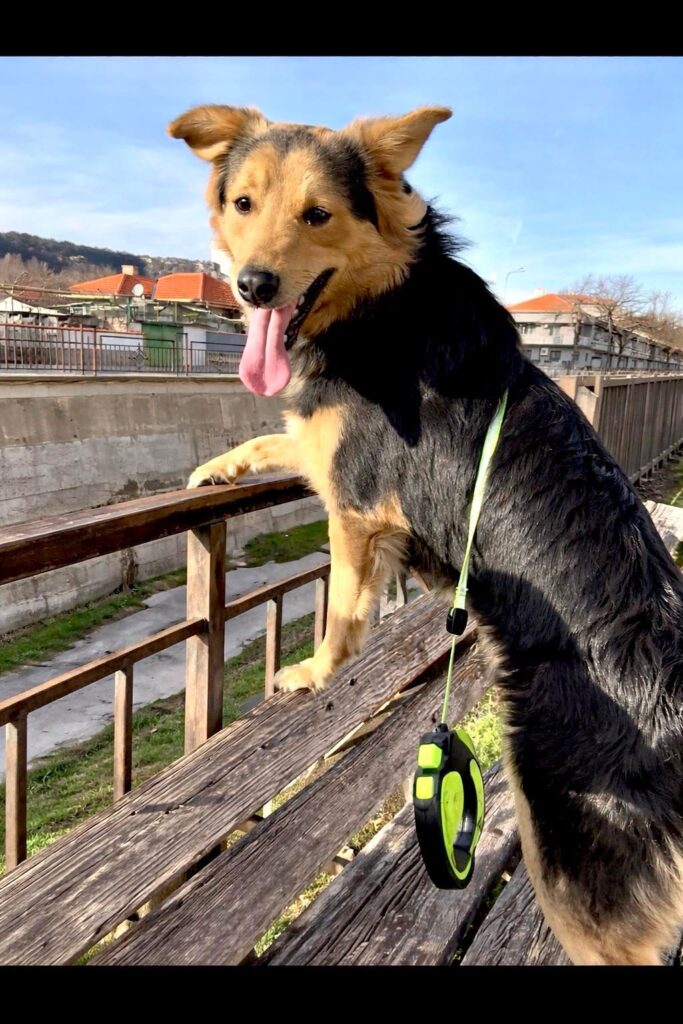 Rüde Buzz adoptieren