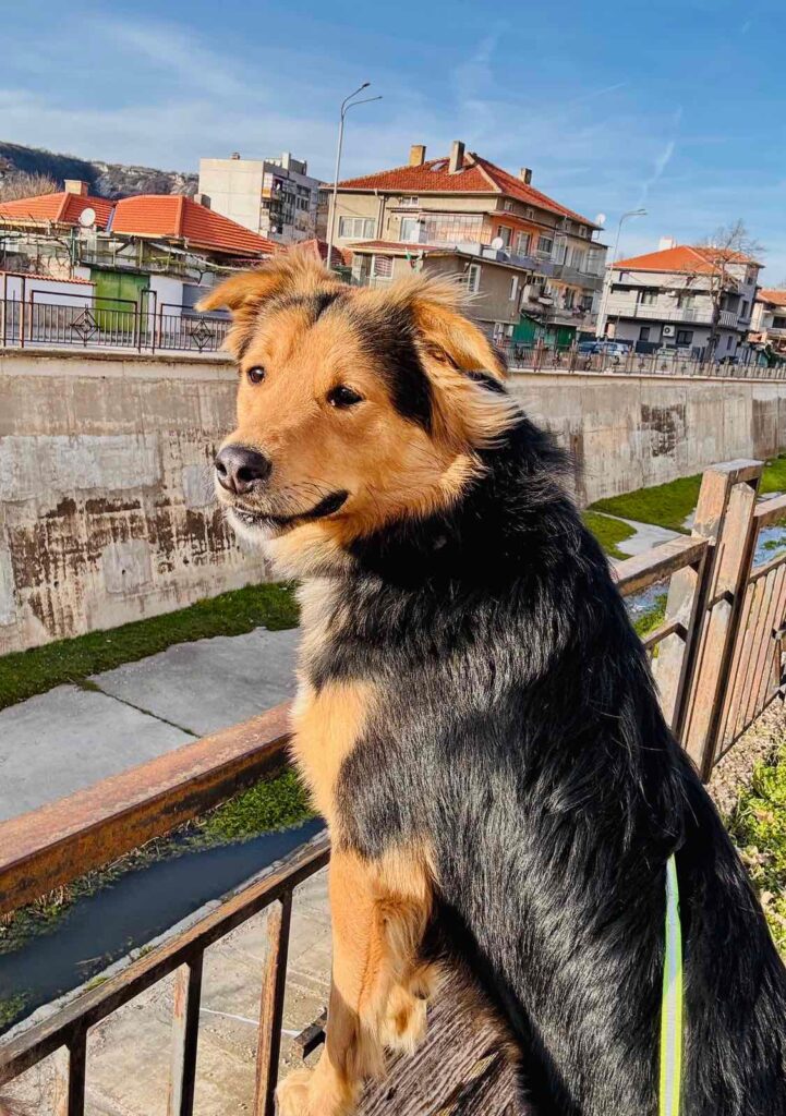 Rüde Buzz adoptieren