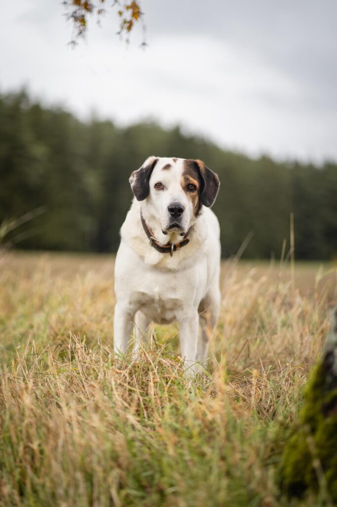 Adoptiere_Rüde Bootsmann