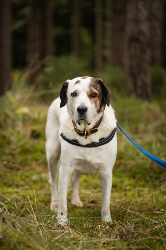 Bootsmann Adoptieren