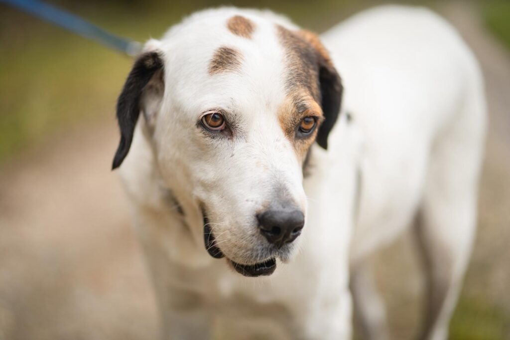 Bootsmann_Adoptieren